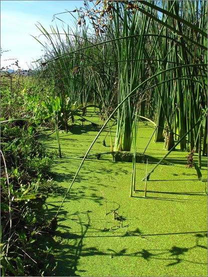 sm 091022 Ellis 49.jpg - Duck weed and tules cover the pond edges.